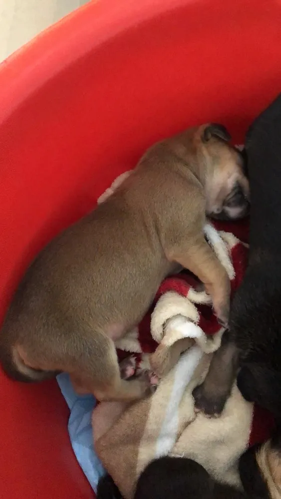 Cachorro ra a SRD idade Abaixo de 2 meses nome Sem nome