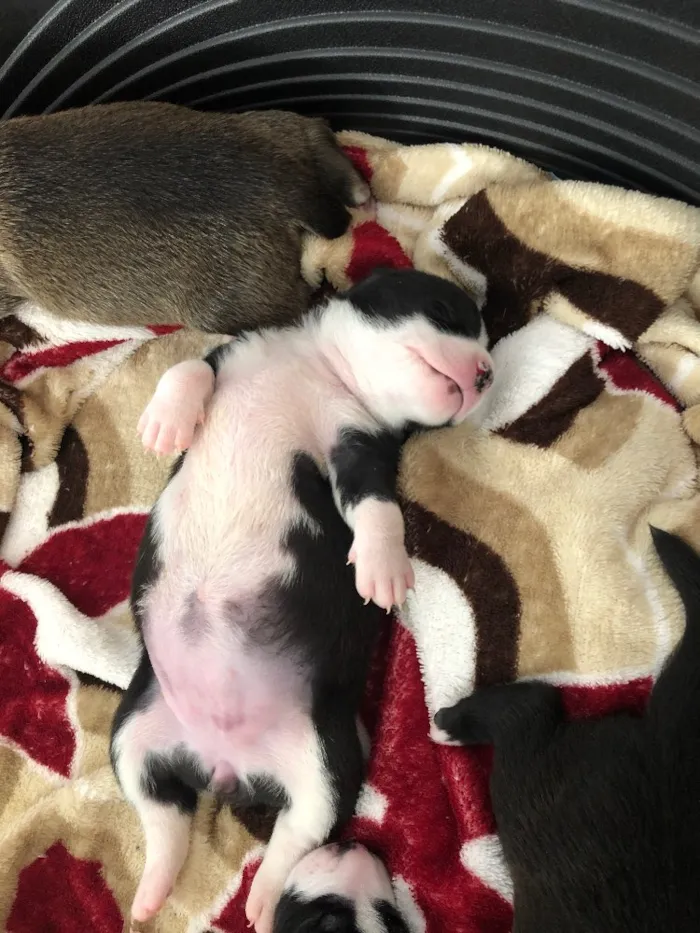 Cachorro ra a SRD idade Abaixo de 2 meses nome Sem nome