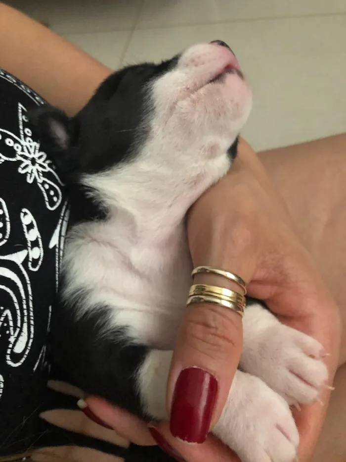 Cachorro ra a SRD idade Abaixo de 2 meses nome Sem nome