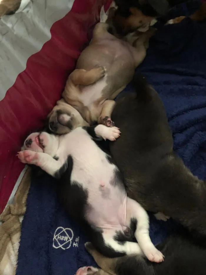 Cachorro ra a SRD idade Abaixo de 2 meses nome Sem nome