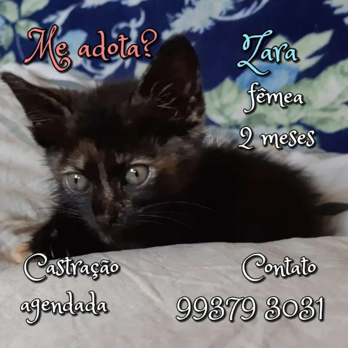 Gato raça SRD idade 2 a 6 meses nome Zara