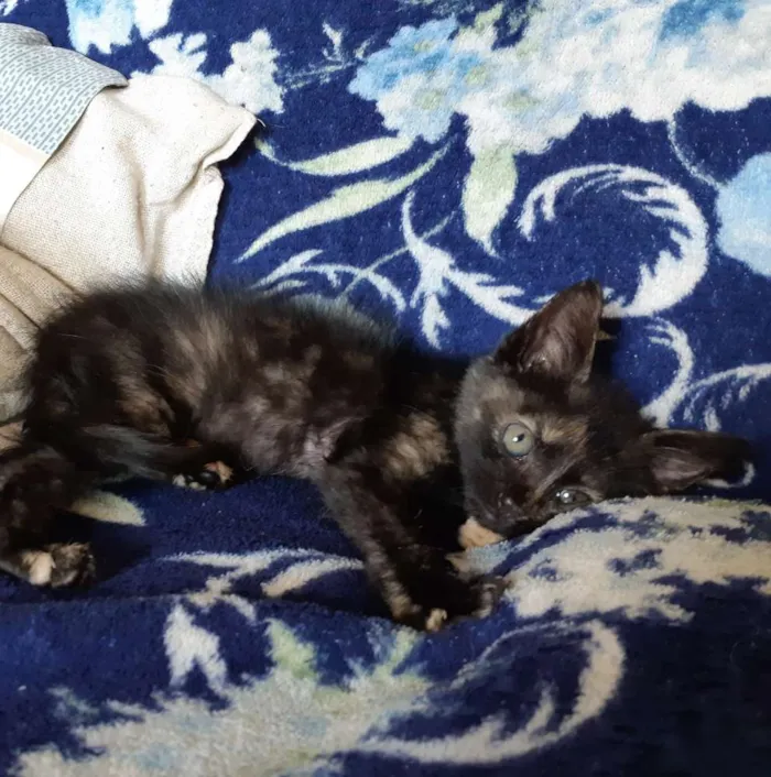 Gato raça SRD idade 2 a 6 meses nome Zara