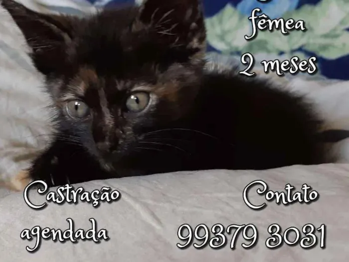 Gato raça SRD idade 2 a 6 meses nome Zara