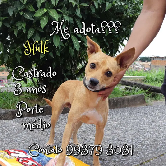 Cachorro raça SRD idade 3 anos nome Hulk