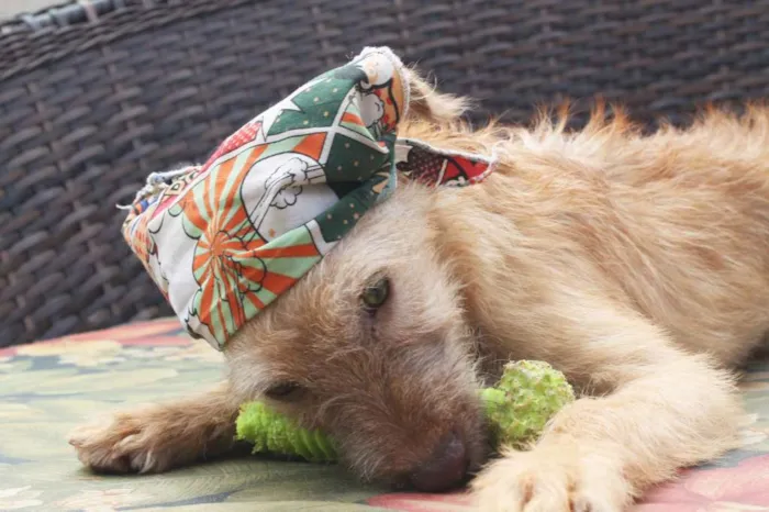 Cachorro raça SRD idade 2 a 6 meses nome Bob