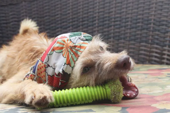 Cachorro raça SRD idade 2 a 6 meses nome Bob