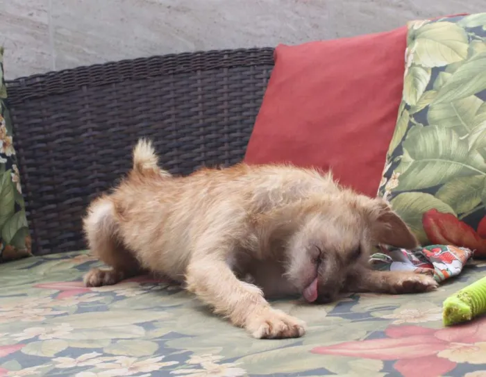 Cachorro raça SRD idade 2 a 6 meses nome Bob