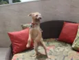 Bob