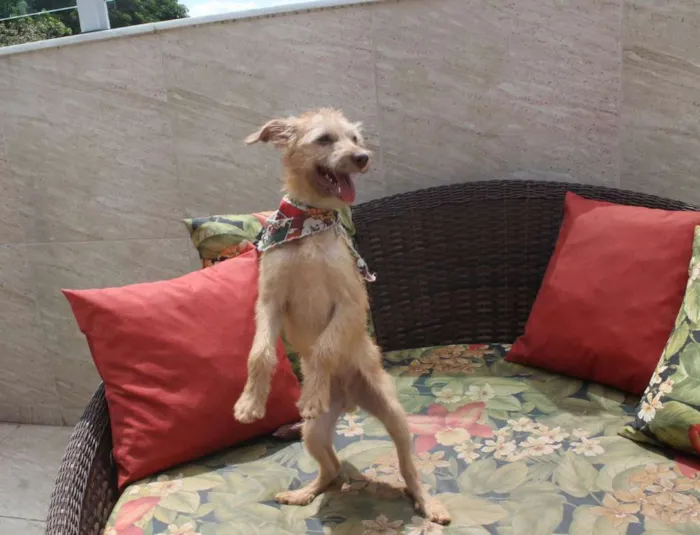 Cachorro raça SRD idade 2 a 6 meses nome Bob