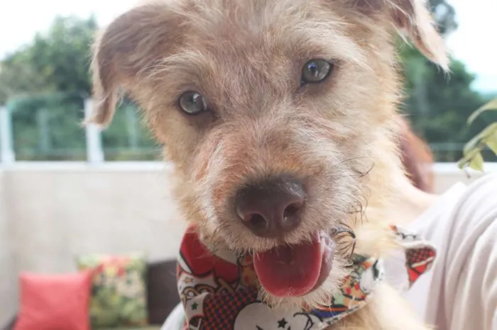 Cachorro raça SRD idade 2 a 6 meses nome Bob