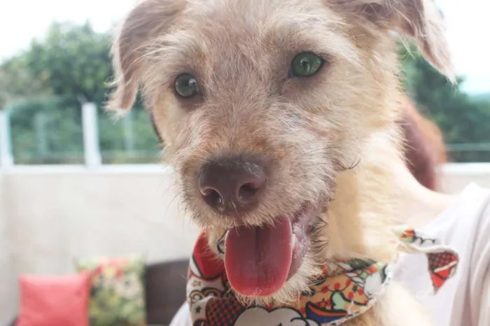 Cachorro raça SRD idade 2 a 6 meses nome Bob