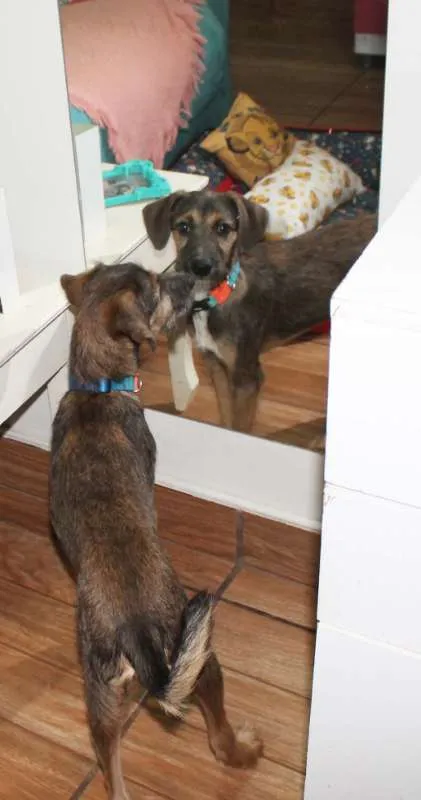 Cachorro raça SRD idade 2 a 6 meses nome Dylan