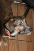 Dylan