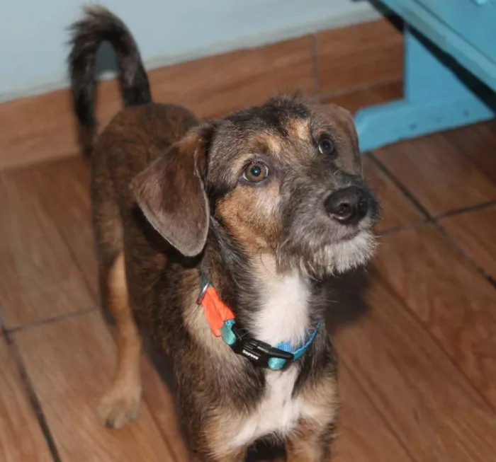 Cachorro raça SRD idade 2 a 6 meses nome Dylan