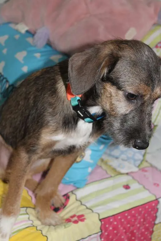 Cachorro raça SRD idade 2 a 6 meses nome Dylan