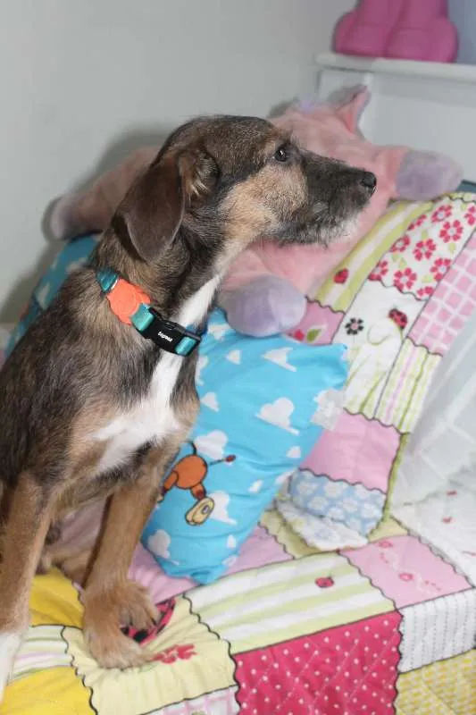 Cachorro raça SRD idade 2 a 6 meses nome Dylan