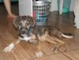Dylan