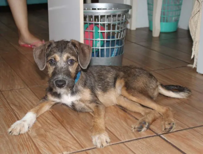 Cachorro raça SRD idade 2 a 6 meses nome Dylan