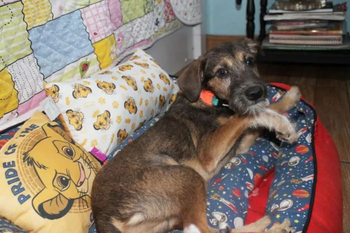 Cachorro raça SRD idade 2 a 6 meses nome Dylan