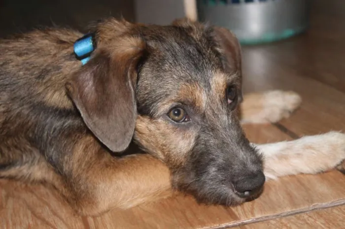 Cachorro raça SRD idade 2 a 6 meses nome Dylan