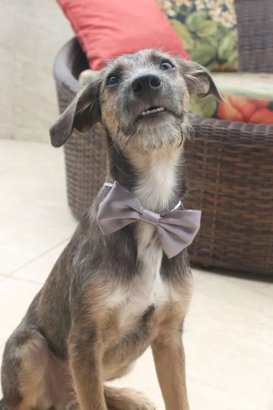 Cachorro raça SRD idade 2 a 6 meses nome Dylan