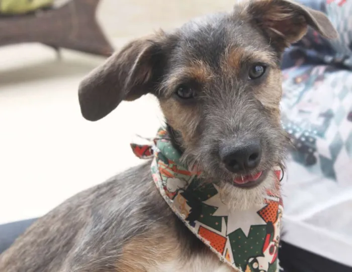 Cachorro raça SRD idade 2 a 6 meses nome Dylan