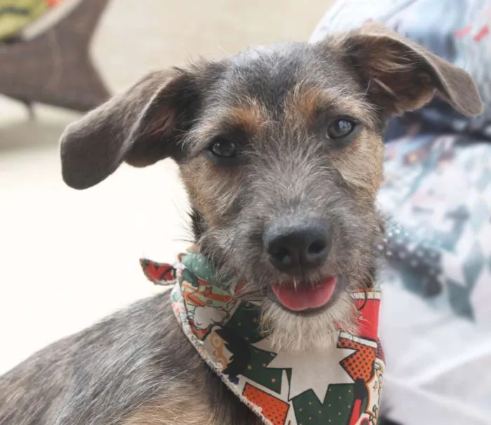 Cachorro raça SRD idade 2 a 6 meses nome Dylan