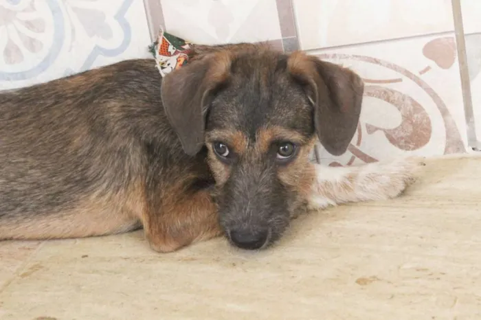 Cachorro raça SRD idade 2 a 6 meses nome Dylan