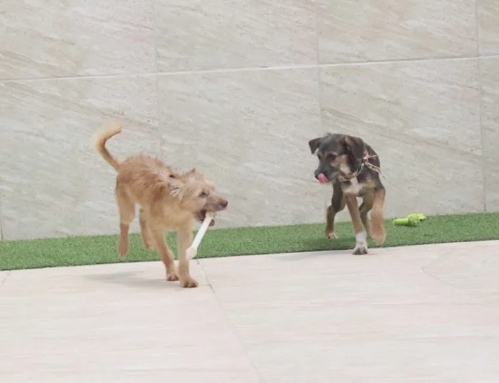 Cachorro raça SRD idade 2 a 6 meses nome Bob & Dylan