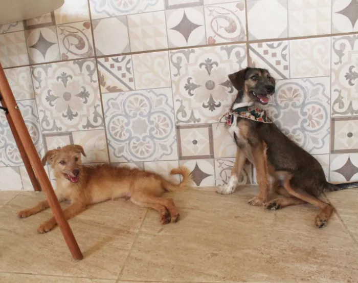 Cachorro raça SRD idade 2 a 6 meses nome Bob & Dylan