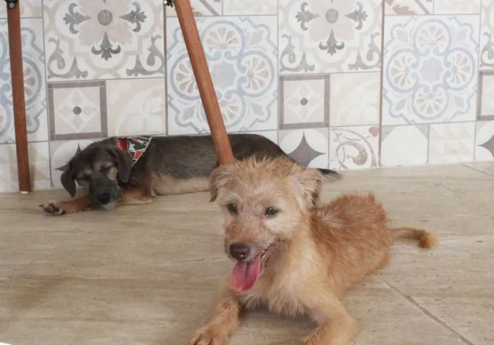 Cachorro raça SRD idade 2 a 6 meses nome Bob & Dylan