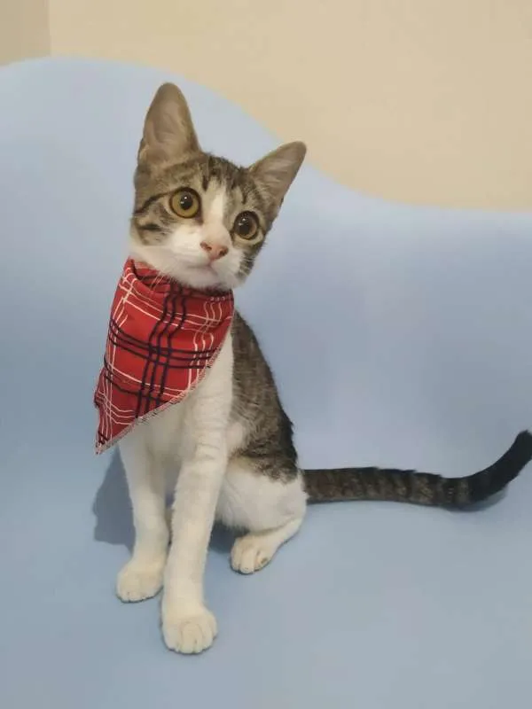Gato raça SRD idade 2 a 6 meses nome Jade