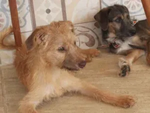 Cachorro raça SRD idade 2 a 6 meses nome Bob & Dylan
