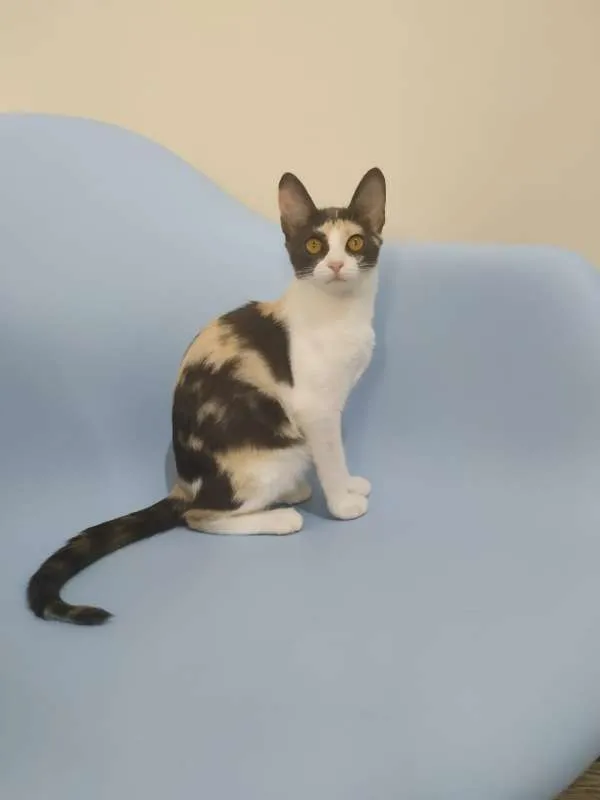 Gato raça SRD idade 2 a 6 meses nome Luz