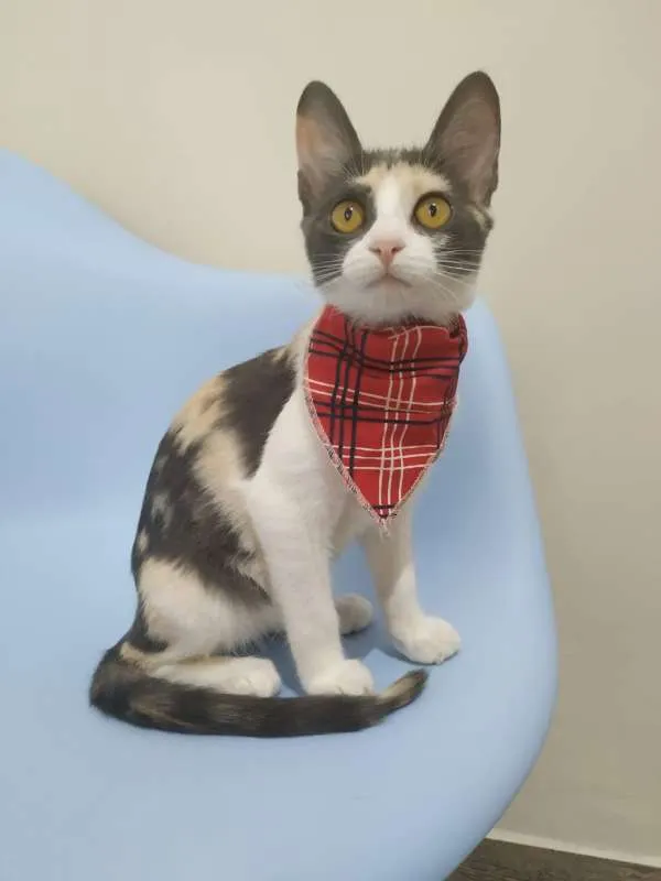 Gato raça SRD idade 2 a 6 meses nome Luz
