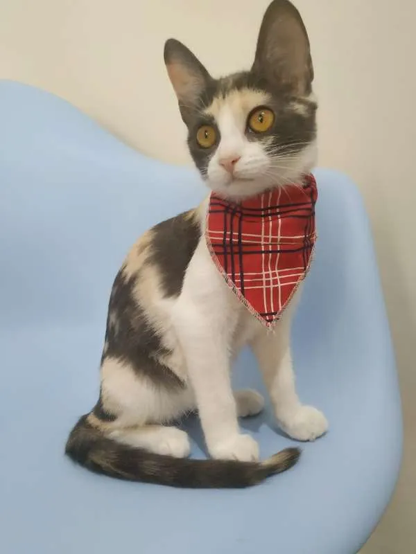 Gato raça SRD idade 2 a 6 meses nome Luz