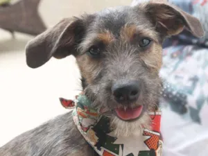 Cachorro raça SRD idade 2 a 6 meses nome Dylan