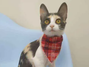 Gato raça SRD idade 2 a 6 meses nome Luz