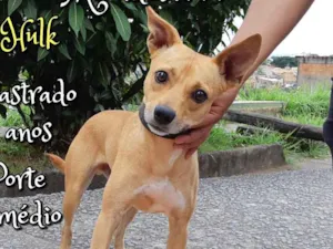 Cachorro raça SRD idade 3 anos nome Hulk