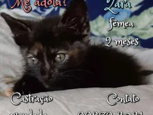 Gato raça SRD idade 2 a 6 meses nome Zara