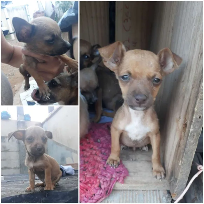 Cachorro ra a vira-lata idade 2 a 6 meses nome sem nome