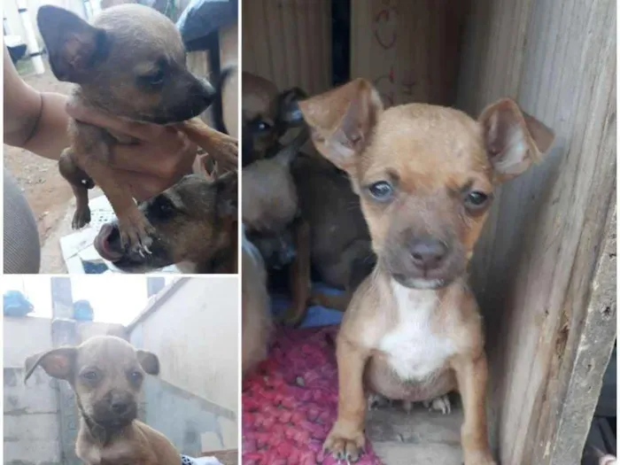 Cachorro ra a vira-lata idade 2 a 6 meses nome sem nome