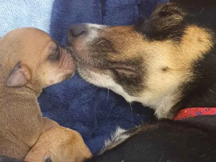 Cachorro ra a SRD idade Abaixo de 2 meses nome Sem nome
