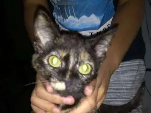 Gato raça Srd idade 2 a 6 meses nome Luna Maria 