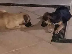 Cachorro raça Mestiça idade 2 a 6 meses nome Nina