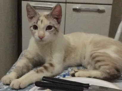 Gato raça Não possui idade 7 a 11 meses nome Miminha