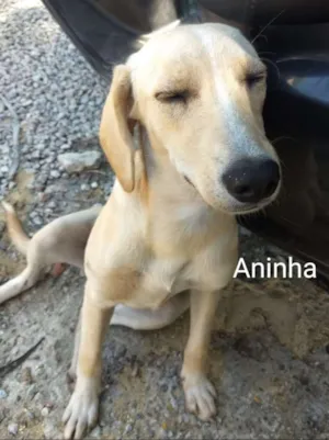 Cachorro raça SRD idade 7 a 11 meses nome Aninha, Sofia e Oliv