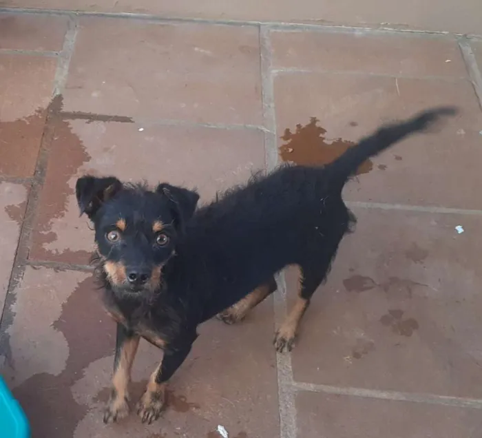 Cachorro ra a viralatinha idade  nome Barba azul