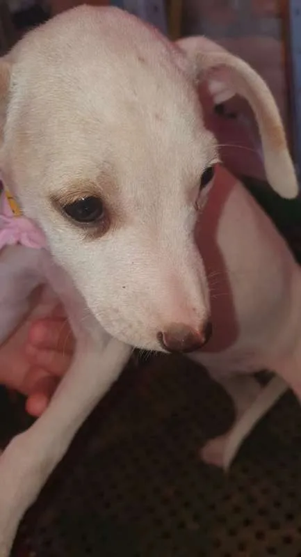 Cachorro ra a viralatinha idade  nome NUVEM