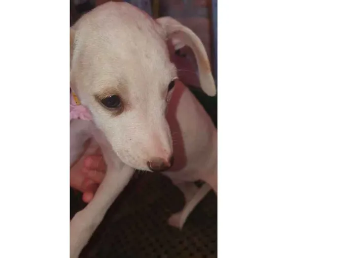 Cachorro ra a viralatinha idade  nome NUVEM